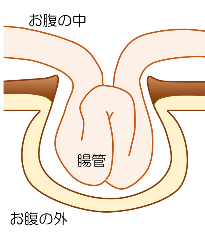 お腹の中