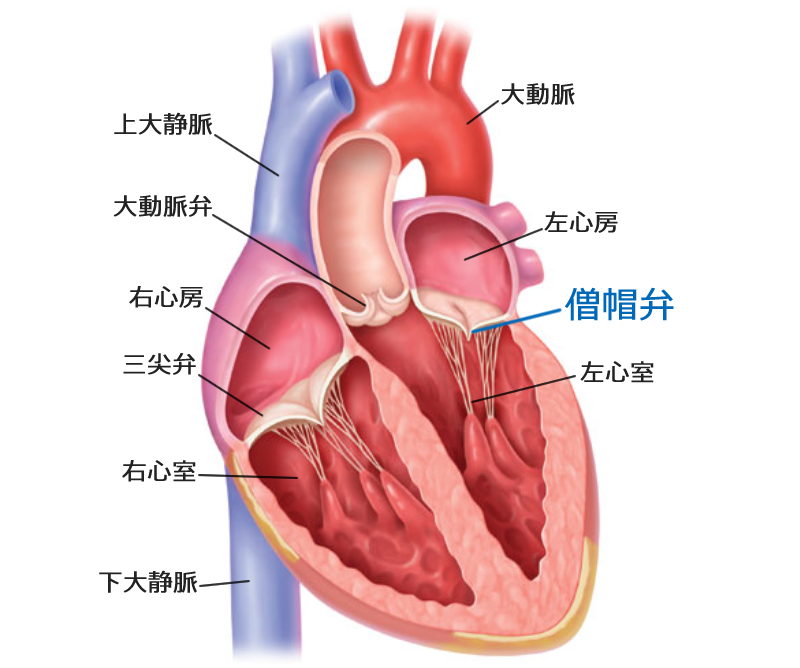 僧帽弁