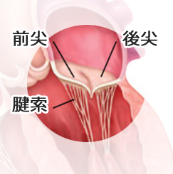 健康な心臓の僧帽弁