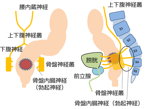 直腸周囲の自律神経